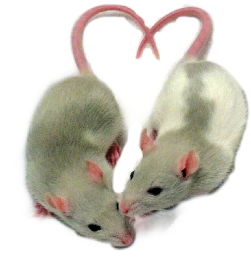 Крыса рисунок