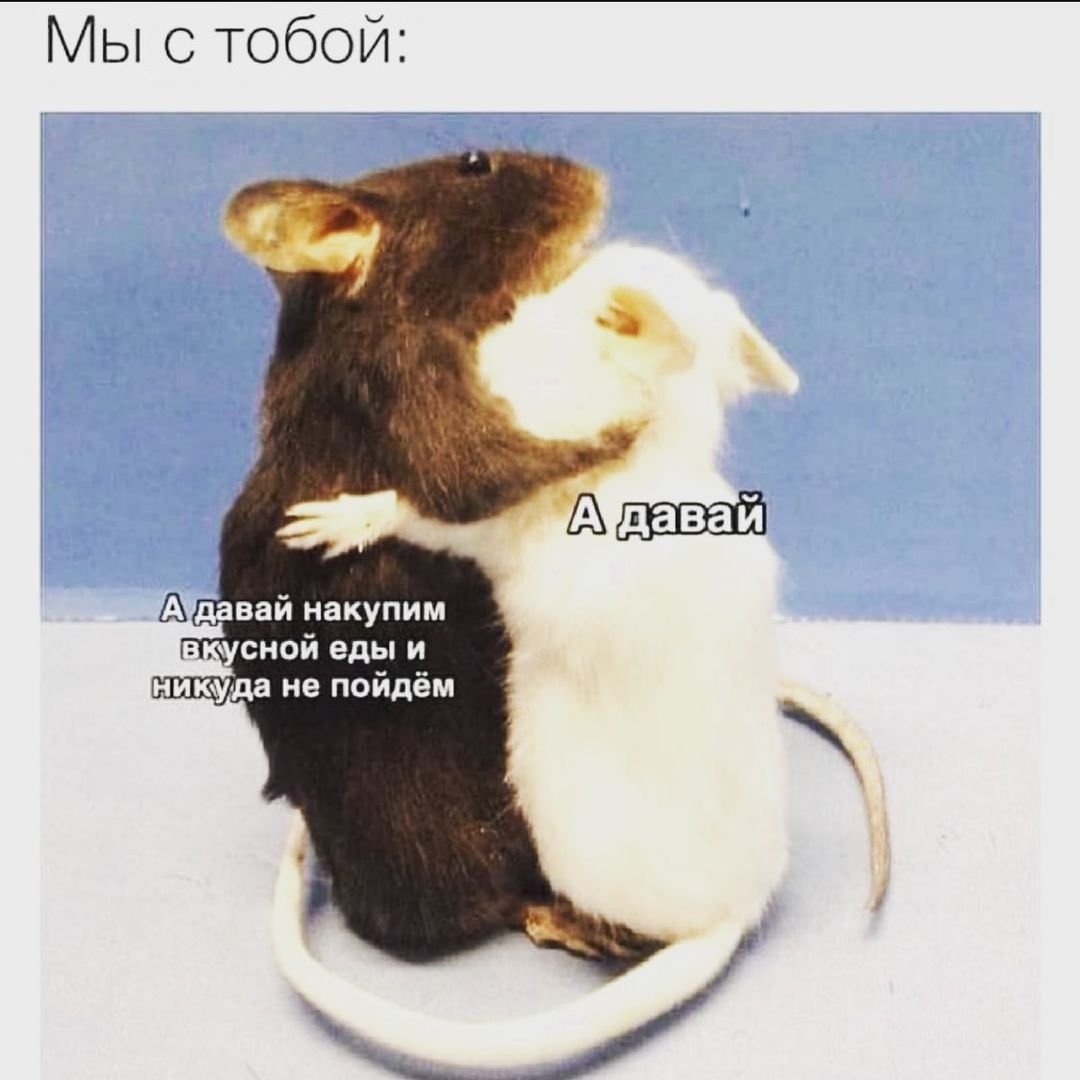 Две крысы любовь