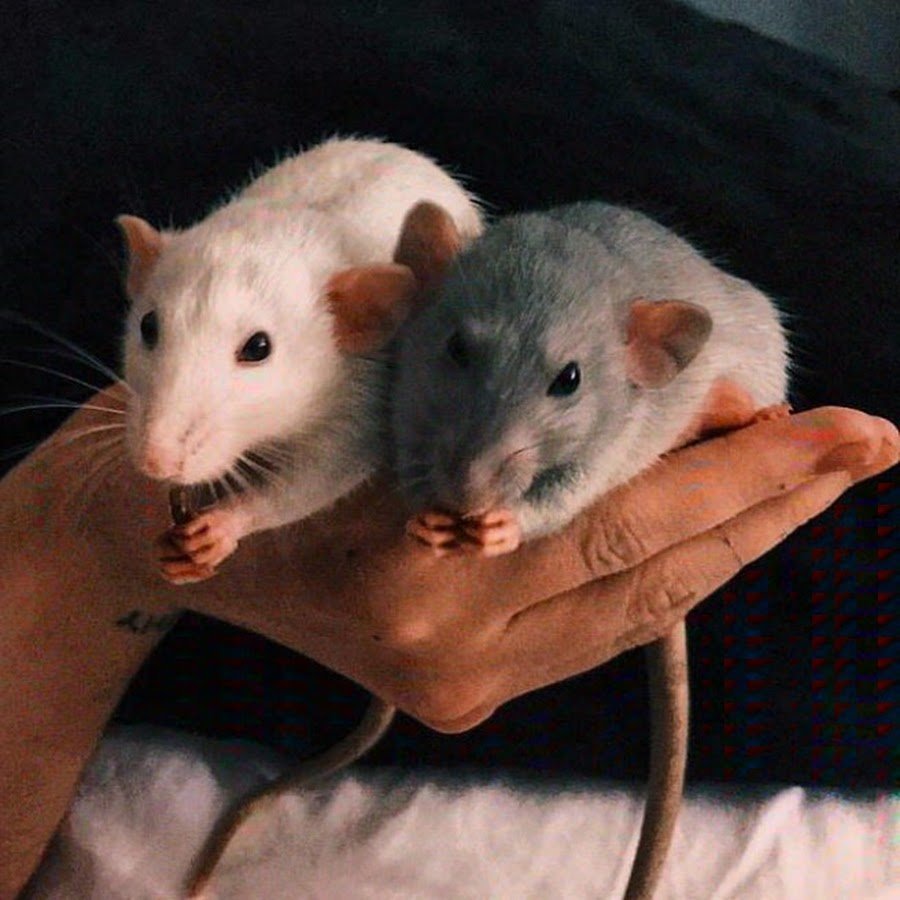 Самая красивая мышь