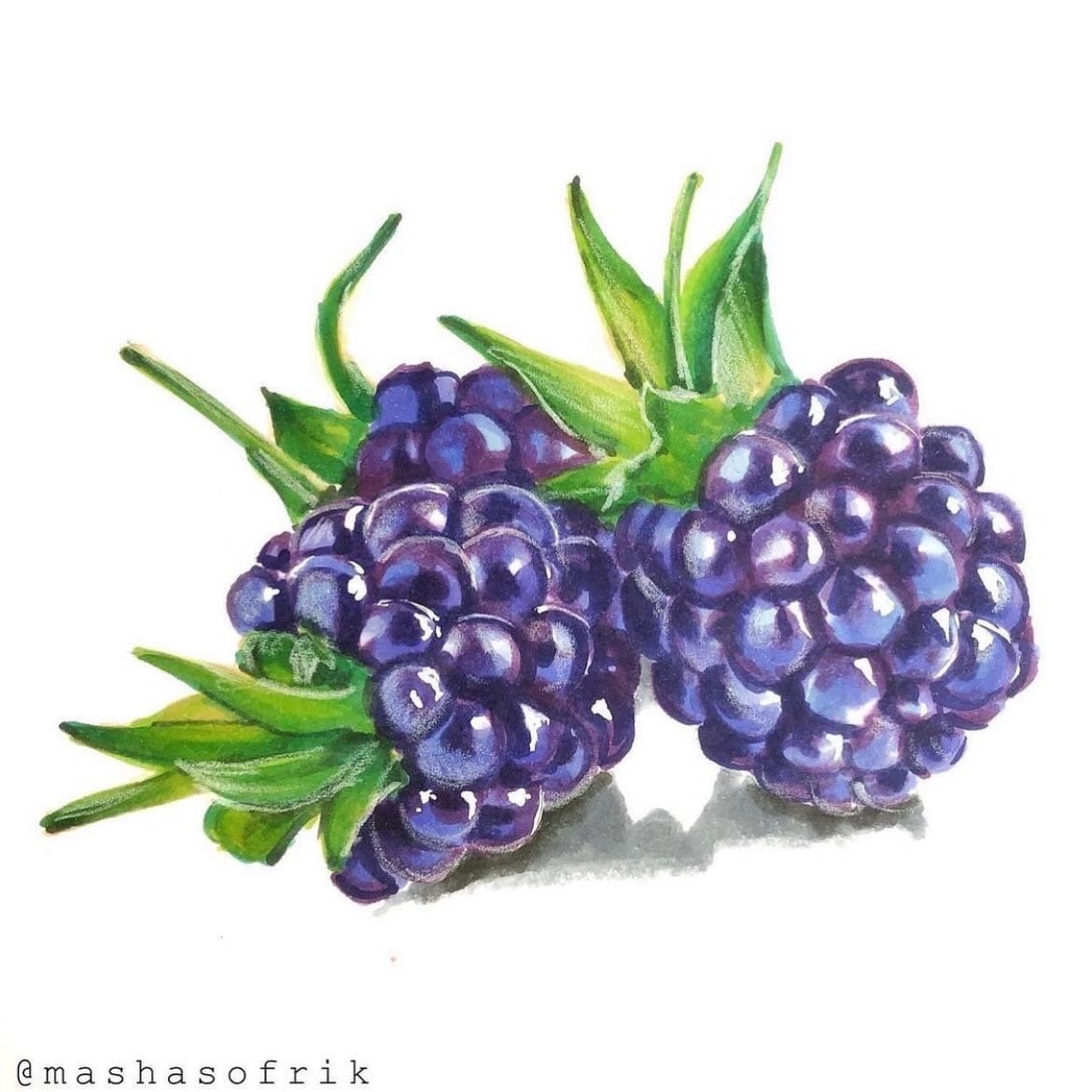 Ежевика акварель