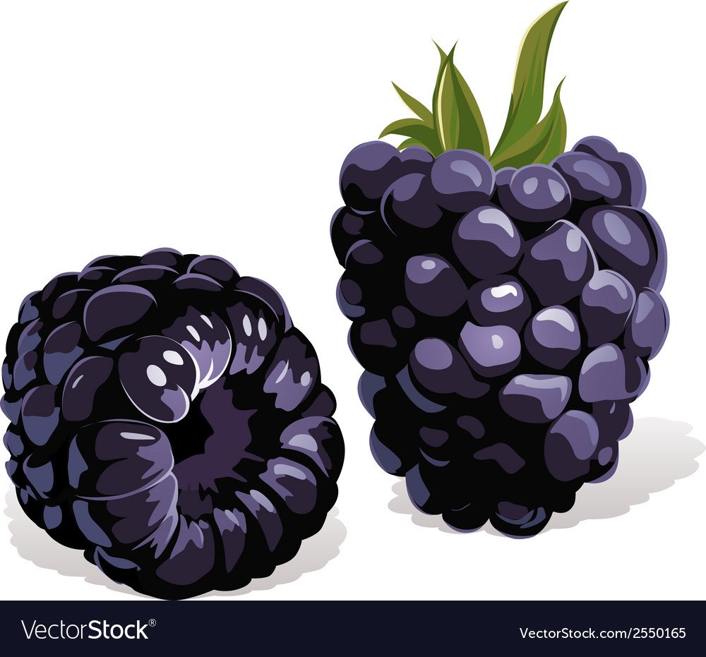 Ежевика ягода рисунок