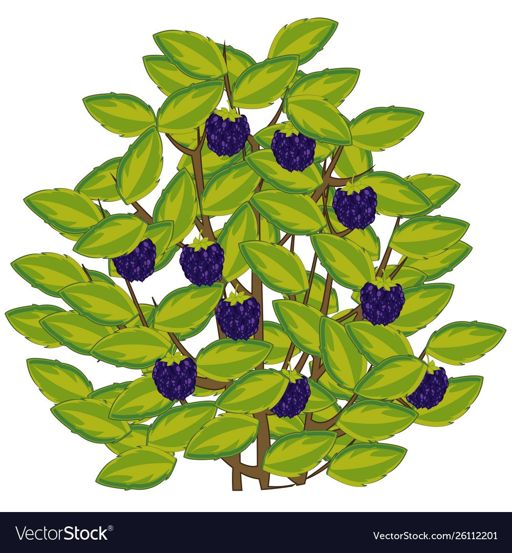 Цветок малины