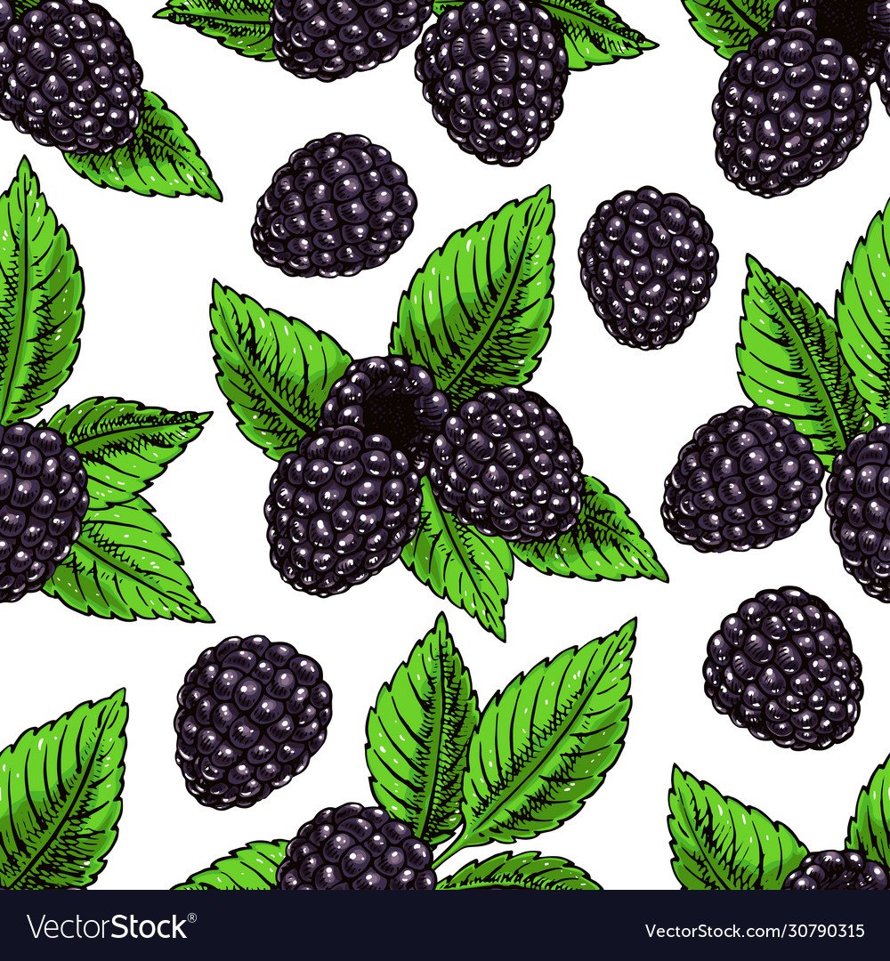 Ежевика иллюстрация