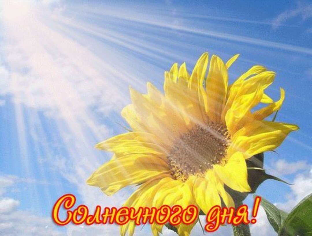 Доброго солнечного дня