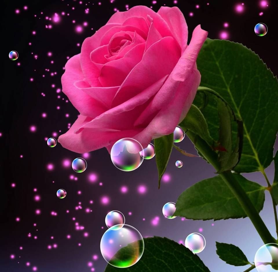 Красивые цветы в руках