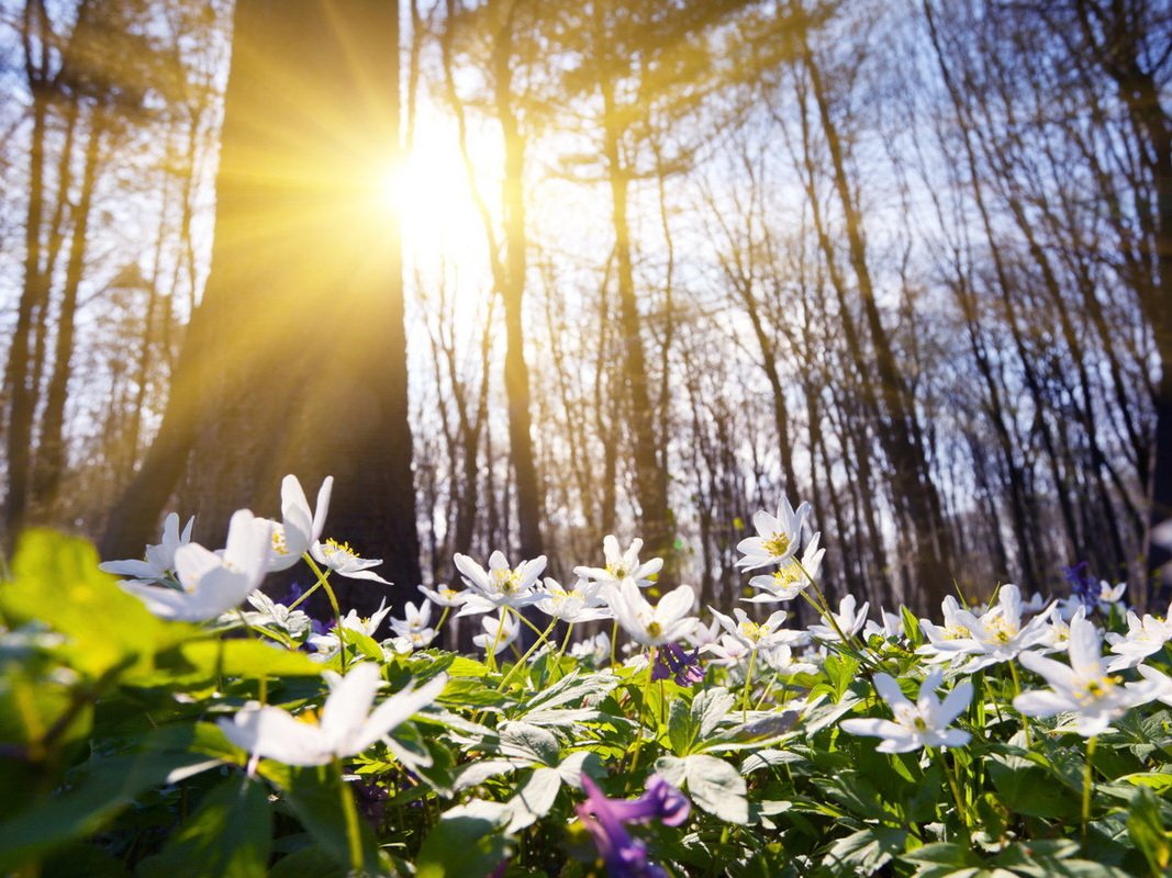Подснежники на рассвете