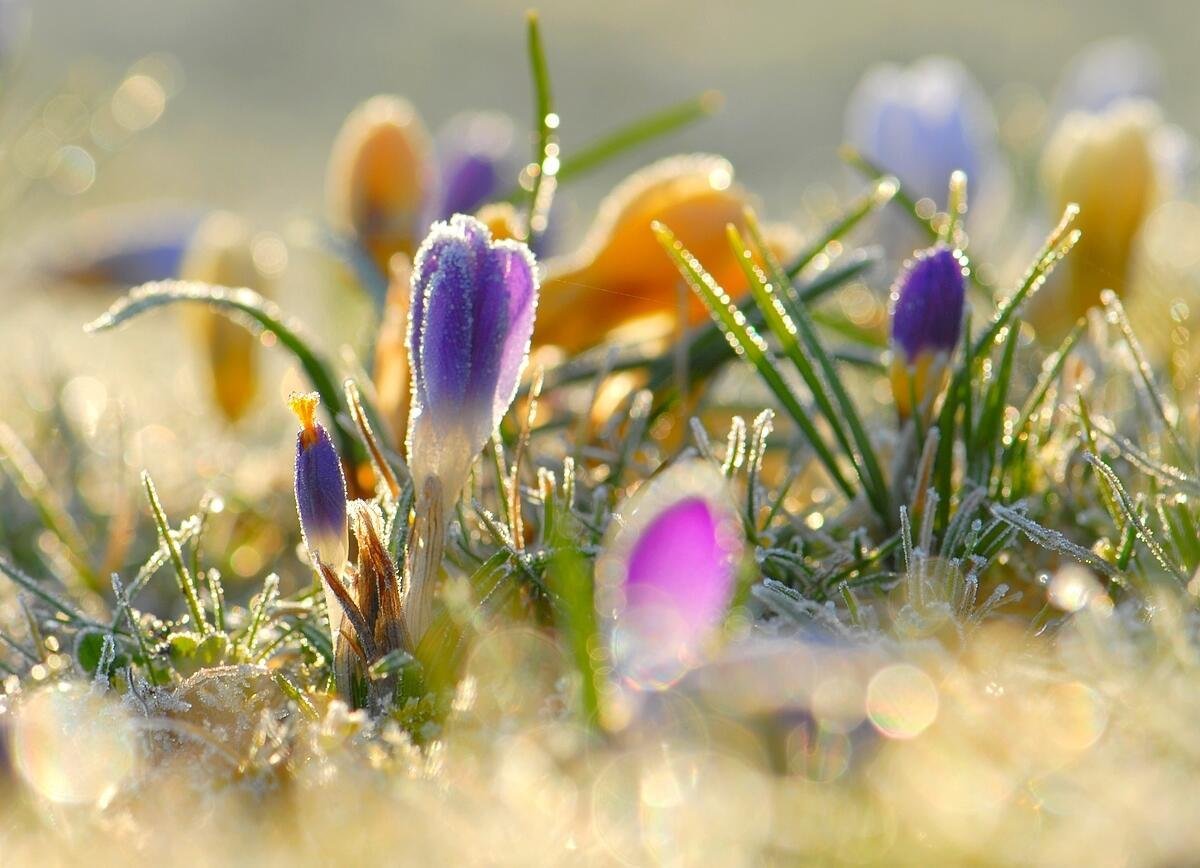 Подснежники эдельвейсы