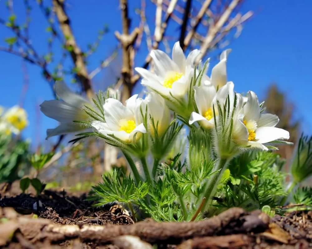 Солнце сквозь листву