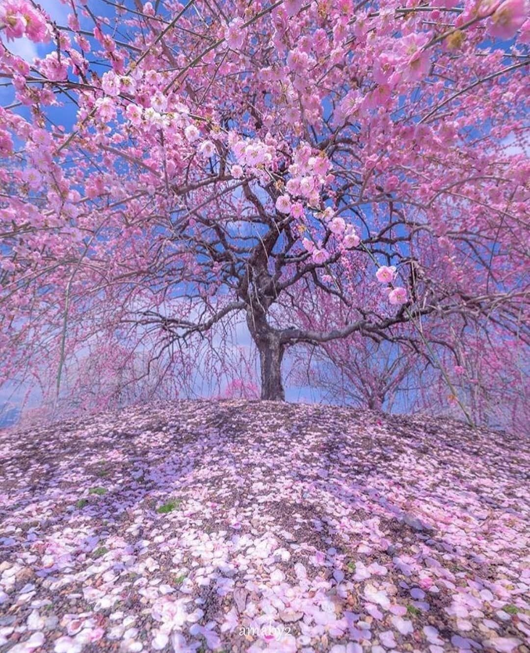 Магнолия дерево в Крыму