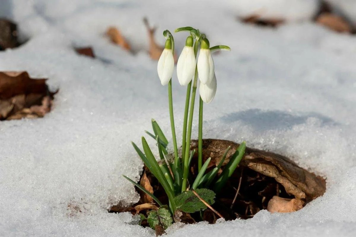 Апрель Подснежник