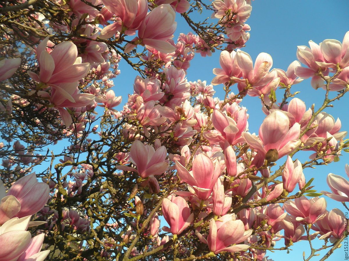 Япония Токио улицы Сакура