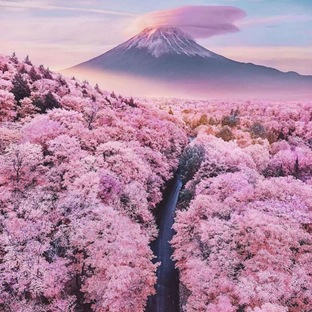 Сакура черри блоссом фон