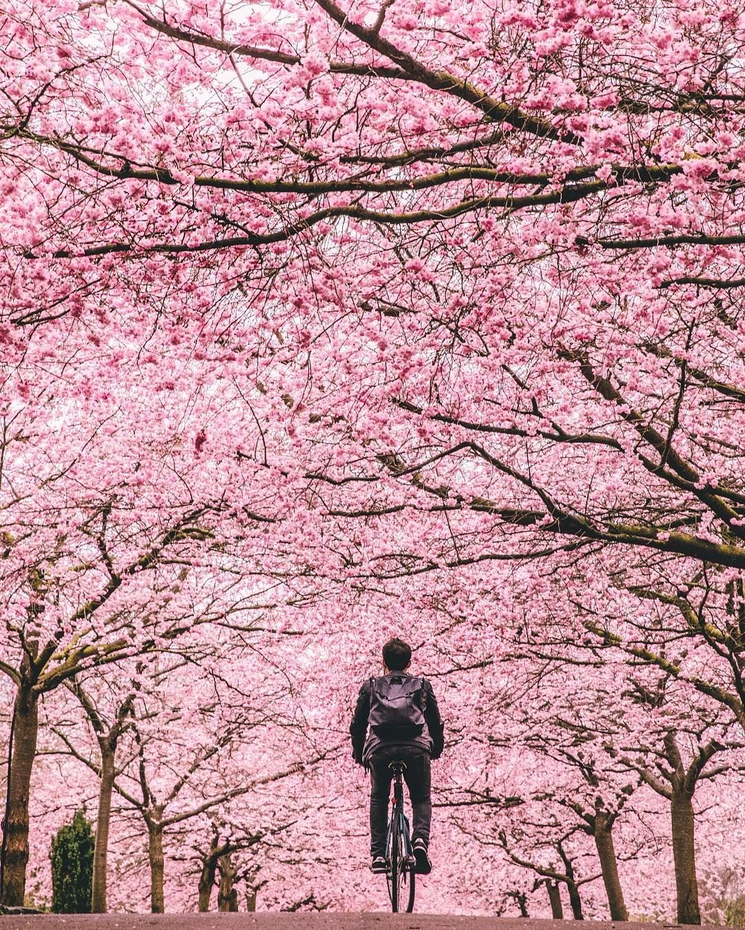 Цветы на деревянной доске