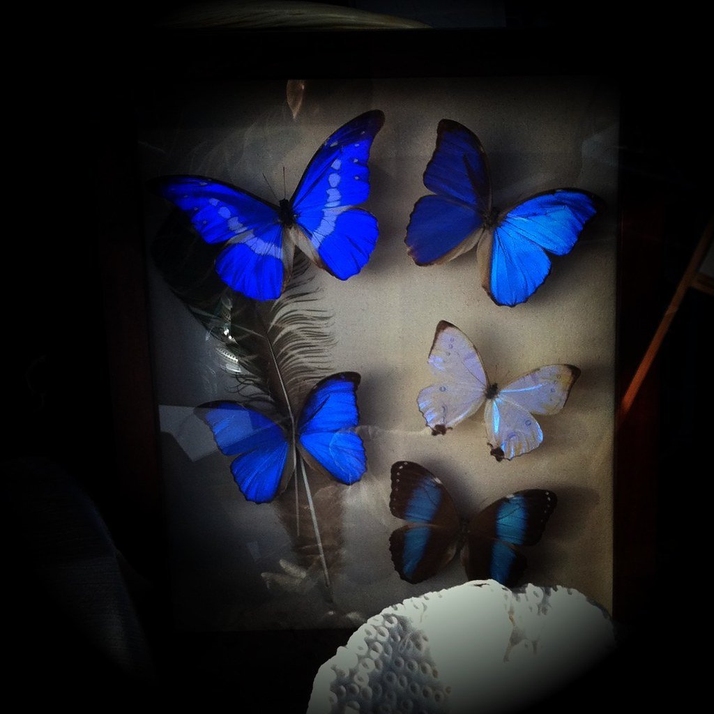 Бабочка Тропическая голубая волна