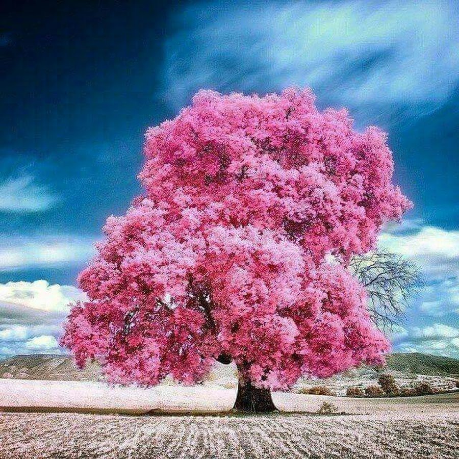 Черри блоссом арт аниме