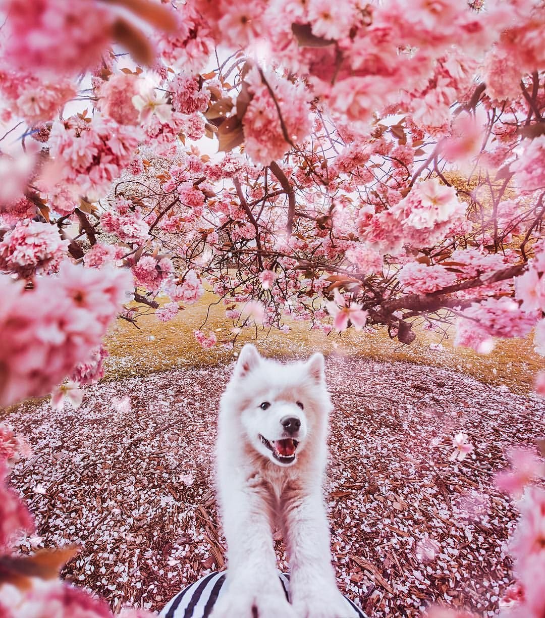 Спящий под деревом