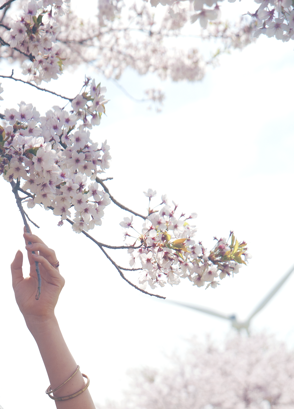 Черри блоссом Эстетика