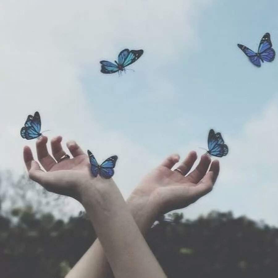 Данаида Монарх миграция