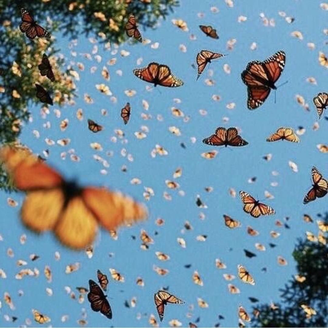 Бабочек легкая стая. Стая бабочек. Много бабочек. Стайка бабочек. Бабочки в природе.