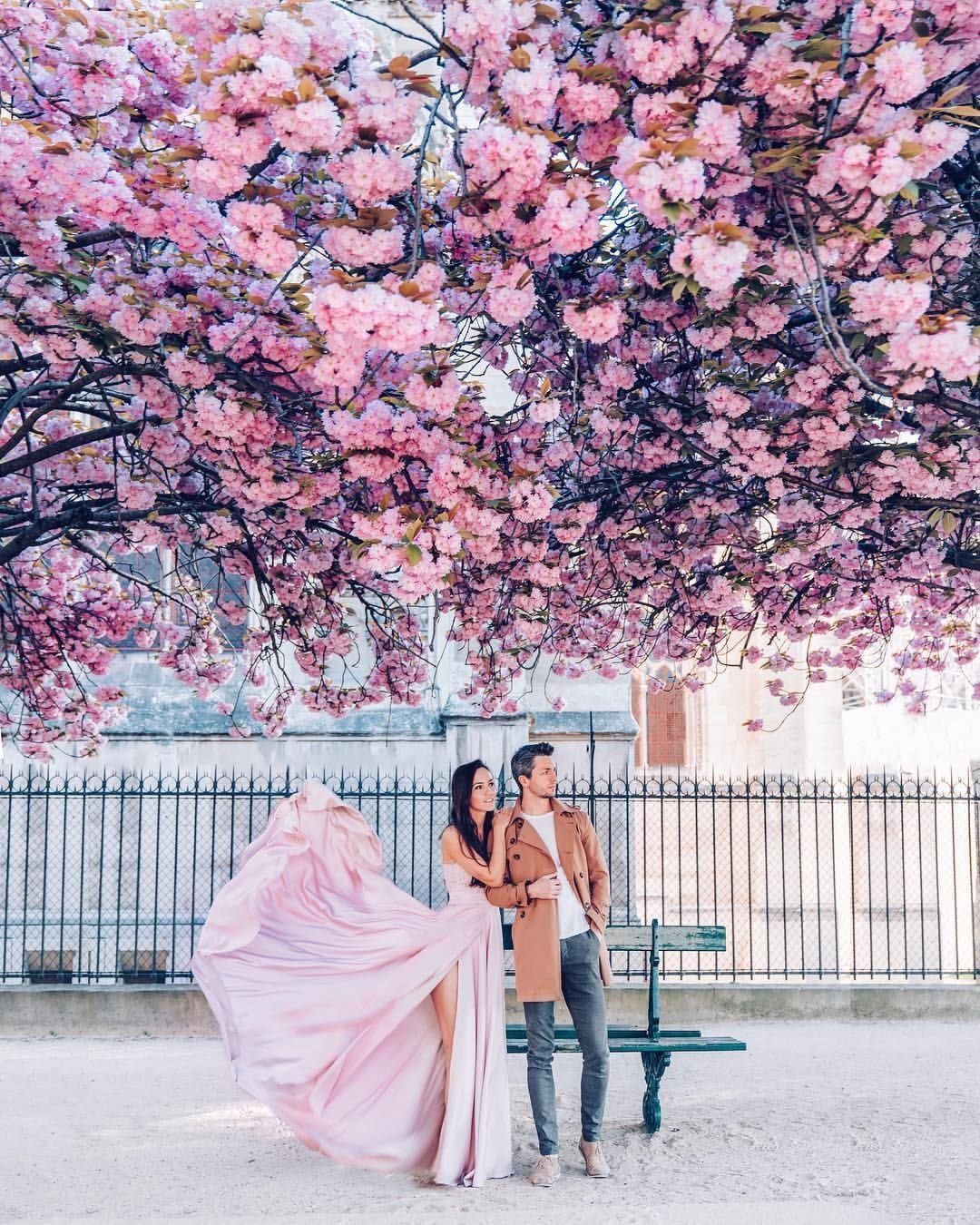 Сакура в стиле милый во Франции