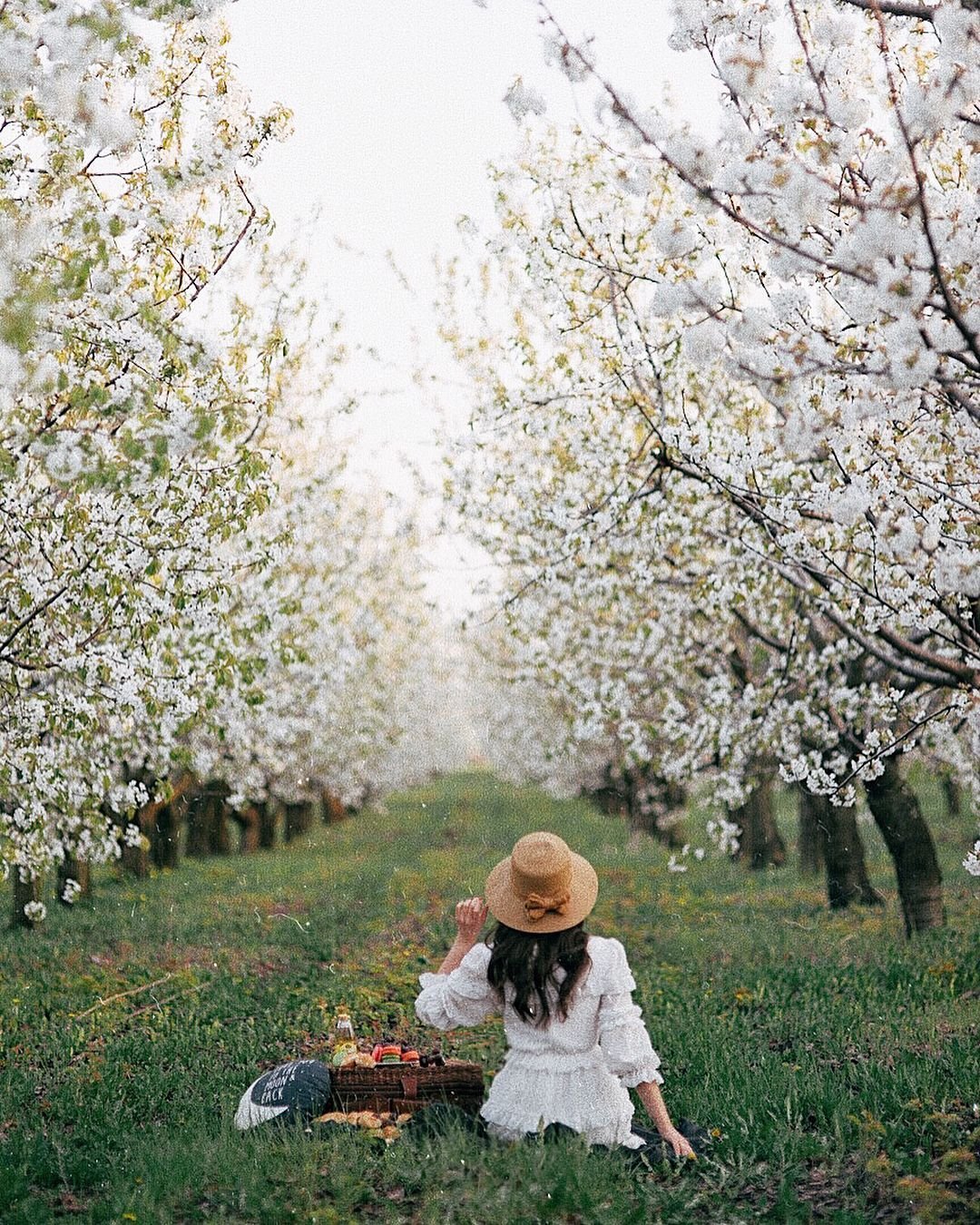 Цветущие ветви