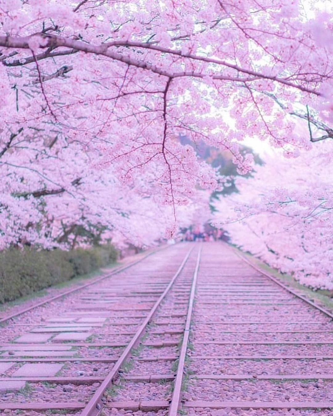 Цветение Магнолия цветная