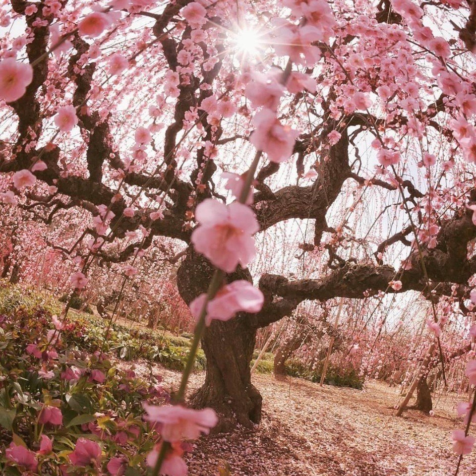 Весна Вдохновение