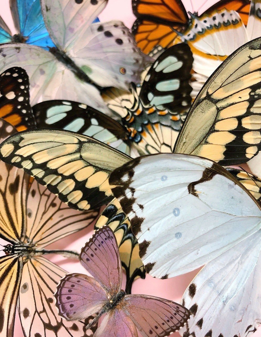 Обои с бабочками