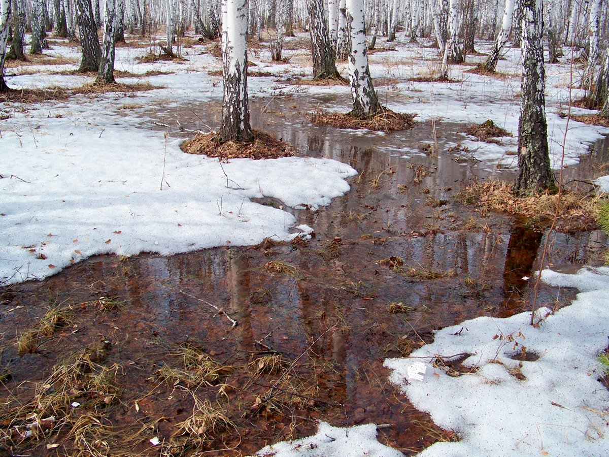 Первоцветы отрисовки