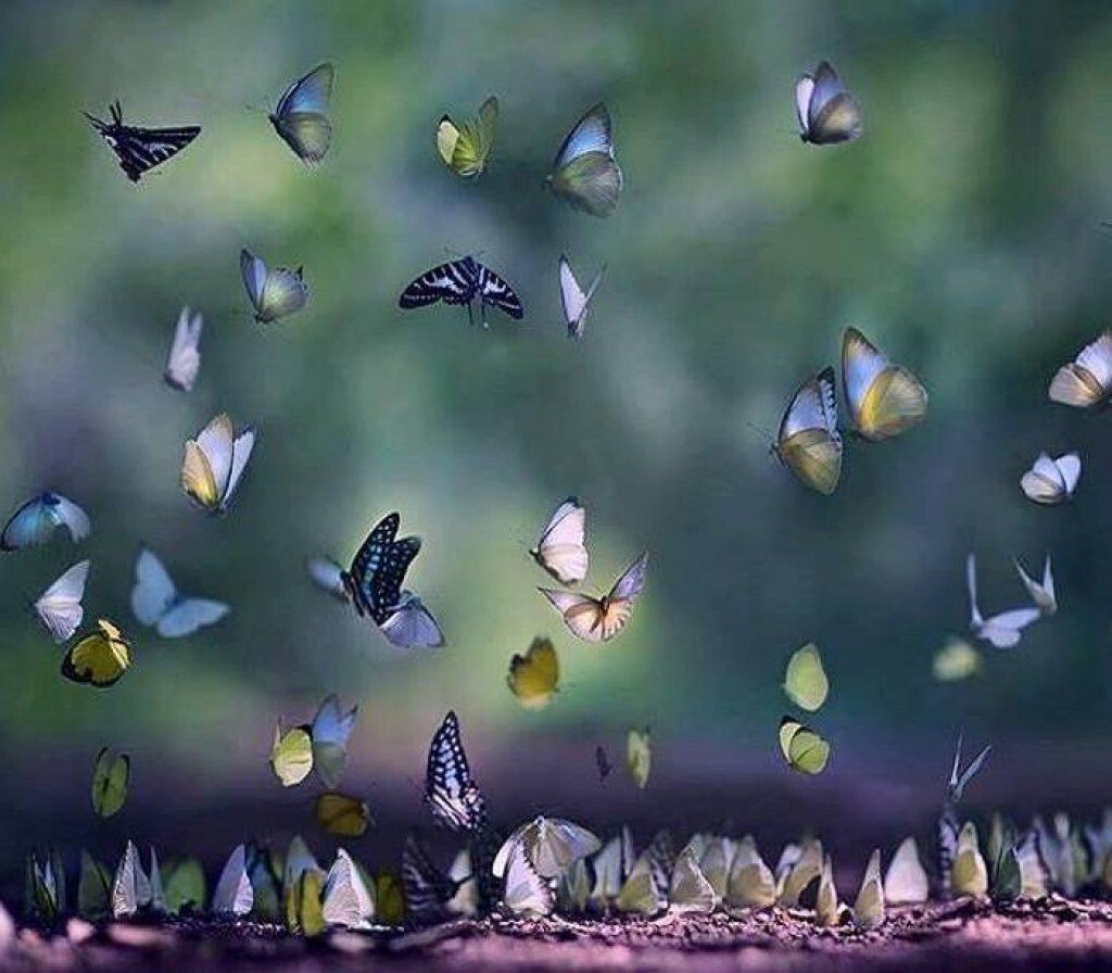 Много бабочек картинки красивые