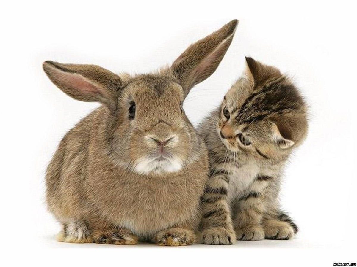 Кот и кролик