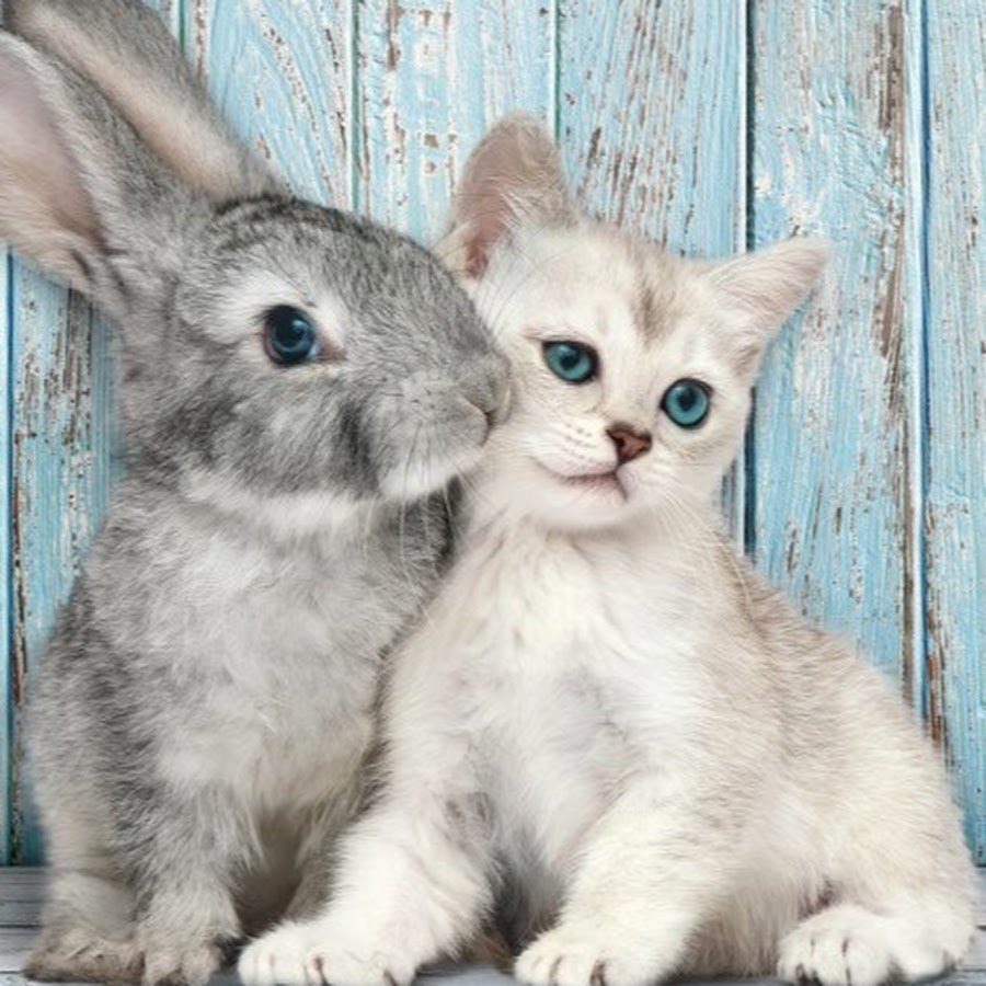 Котенок и Зайчонок