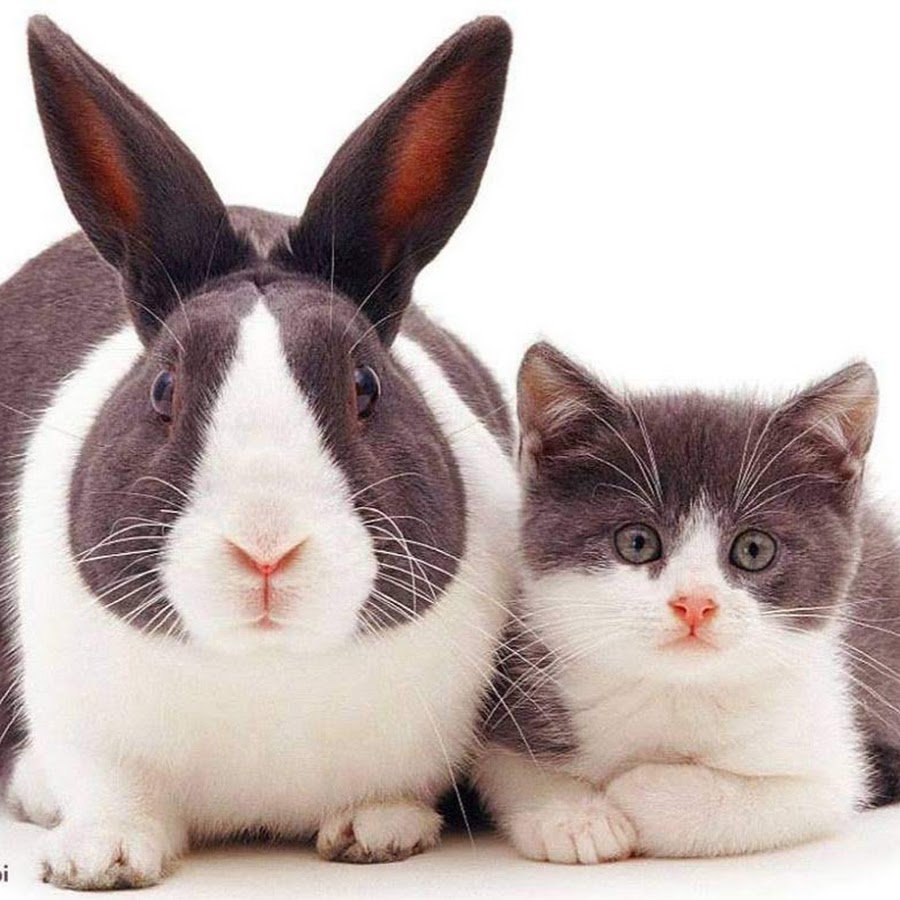 Год черного водяного кролика 2023