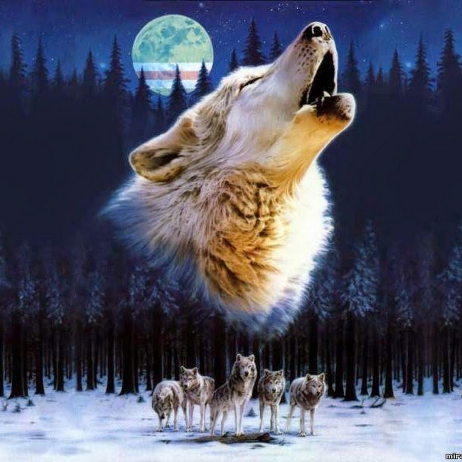 Волк с розой