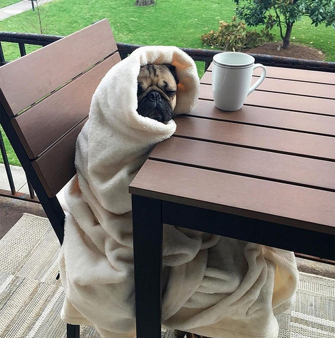 Открытки с добрым утром с хаски