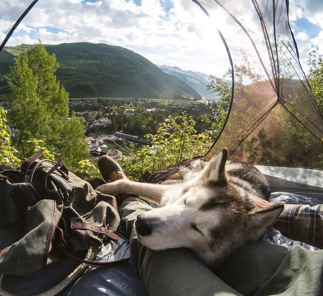 Доброе утро животные смешные