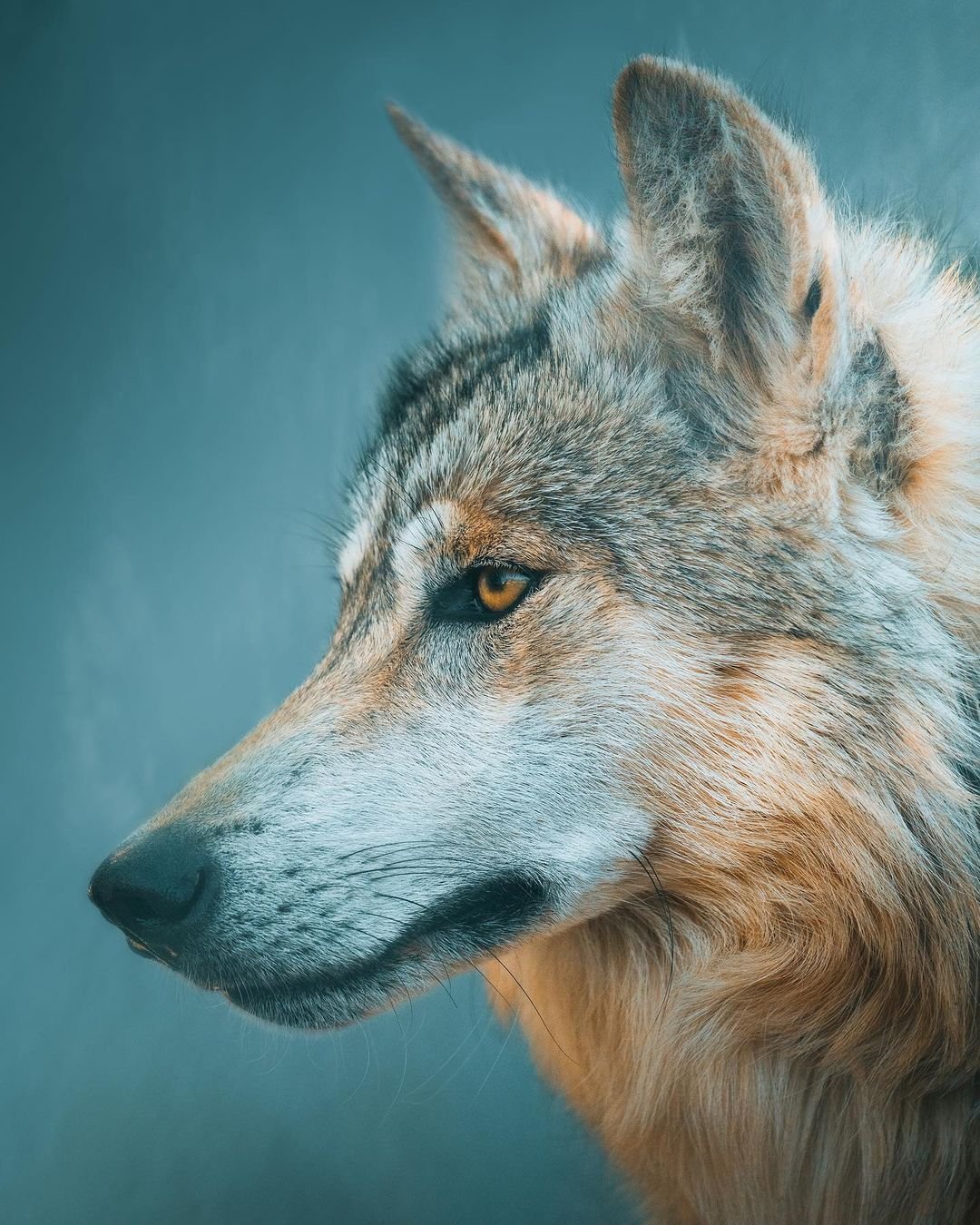 Волк зимой и летом