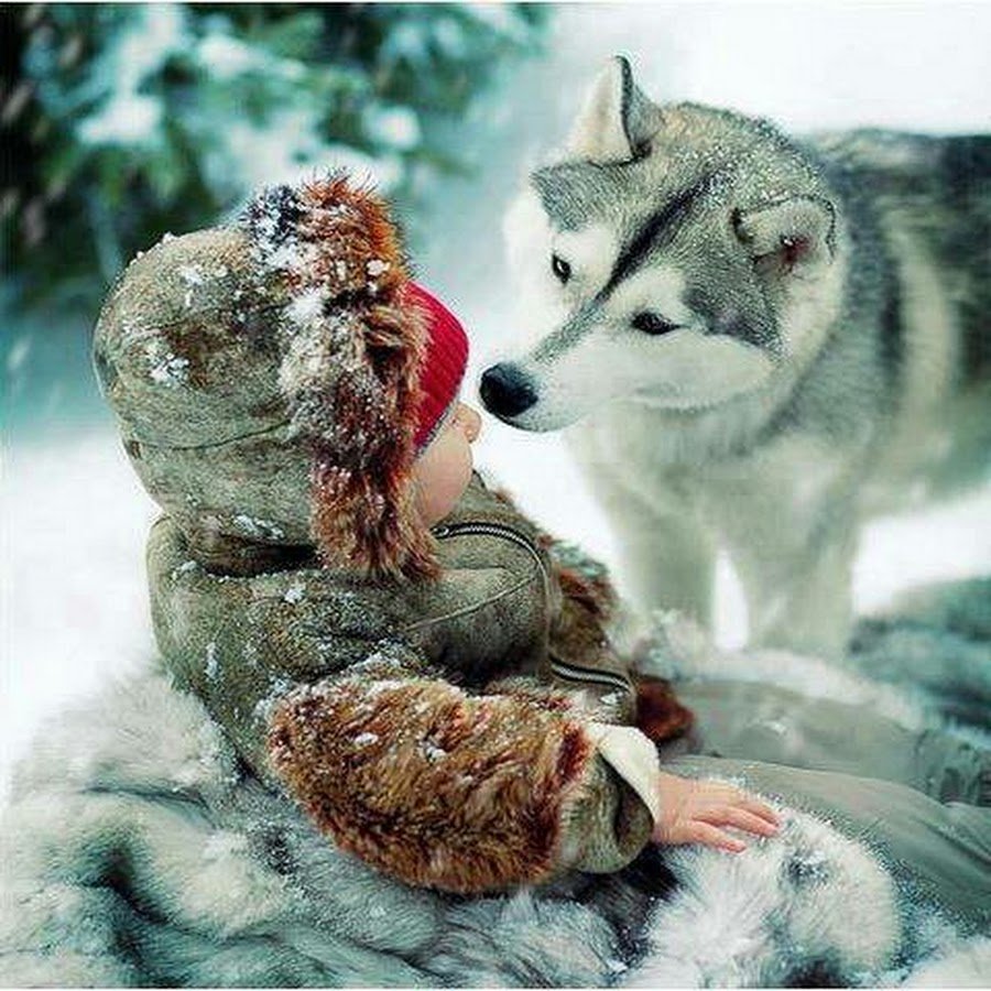 Волк и волчица морда