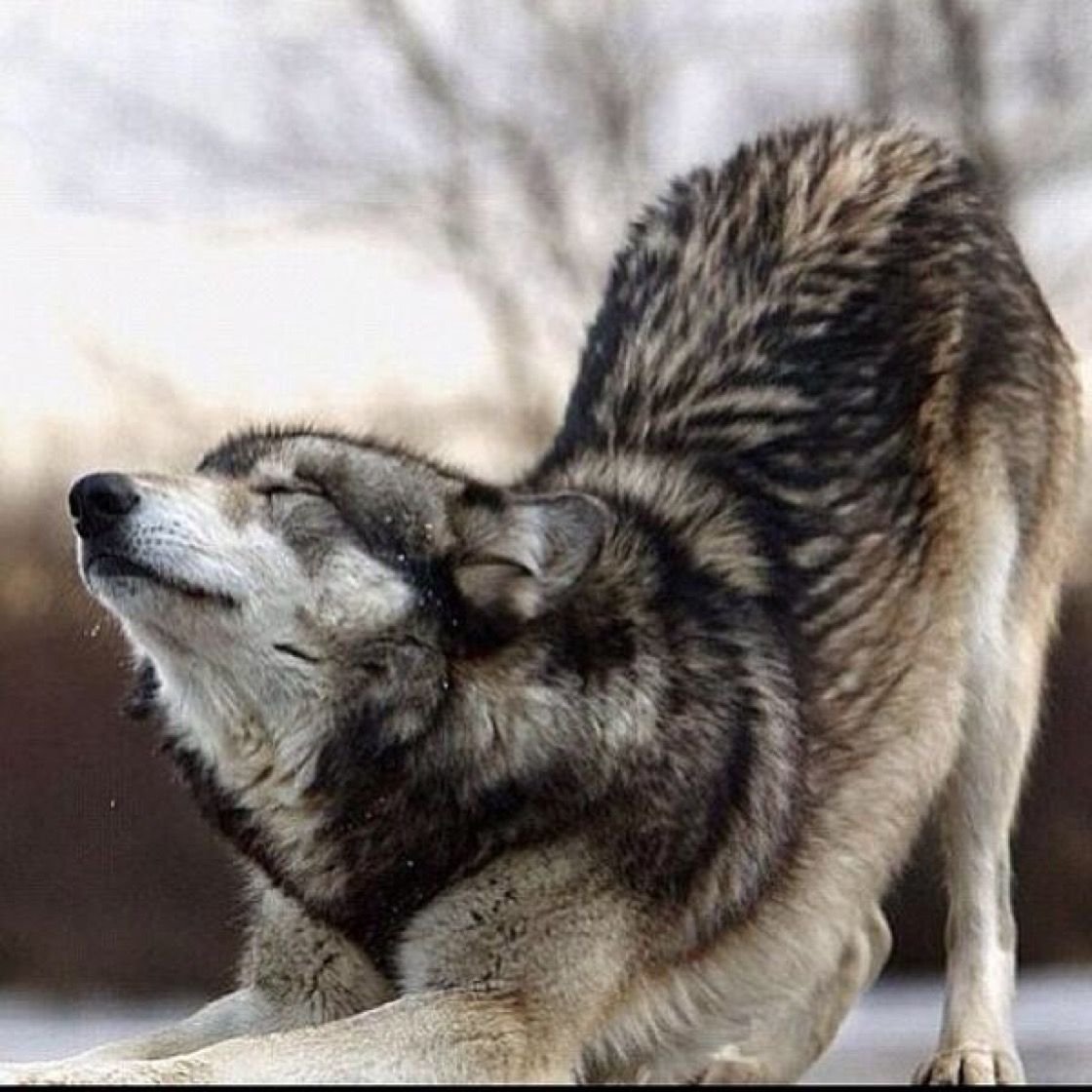 Бегущая с волками