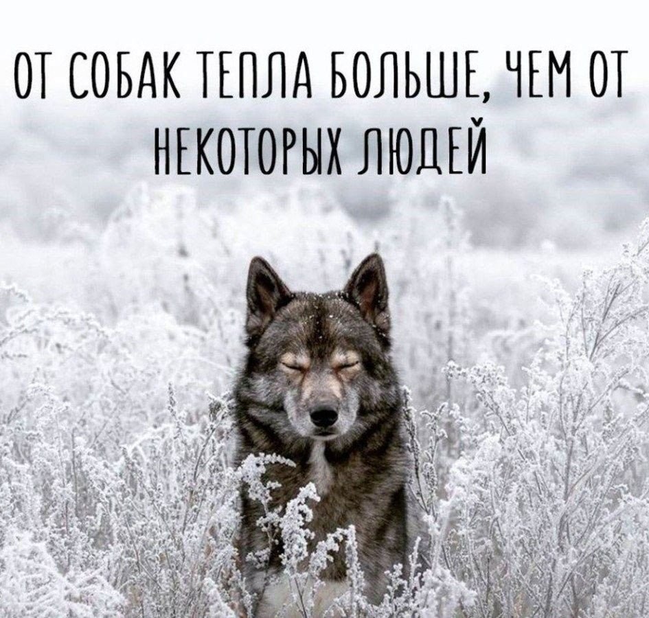 Хаски дурачится