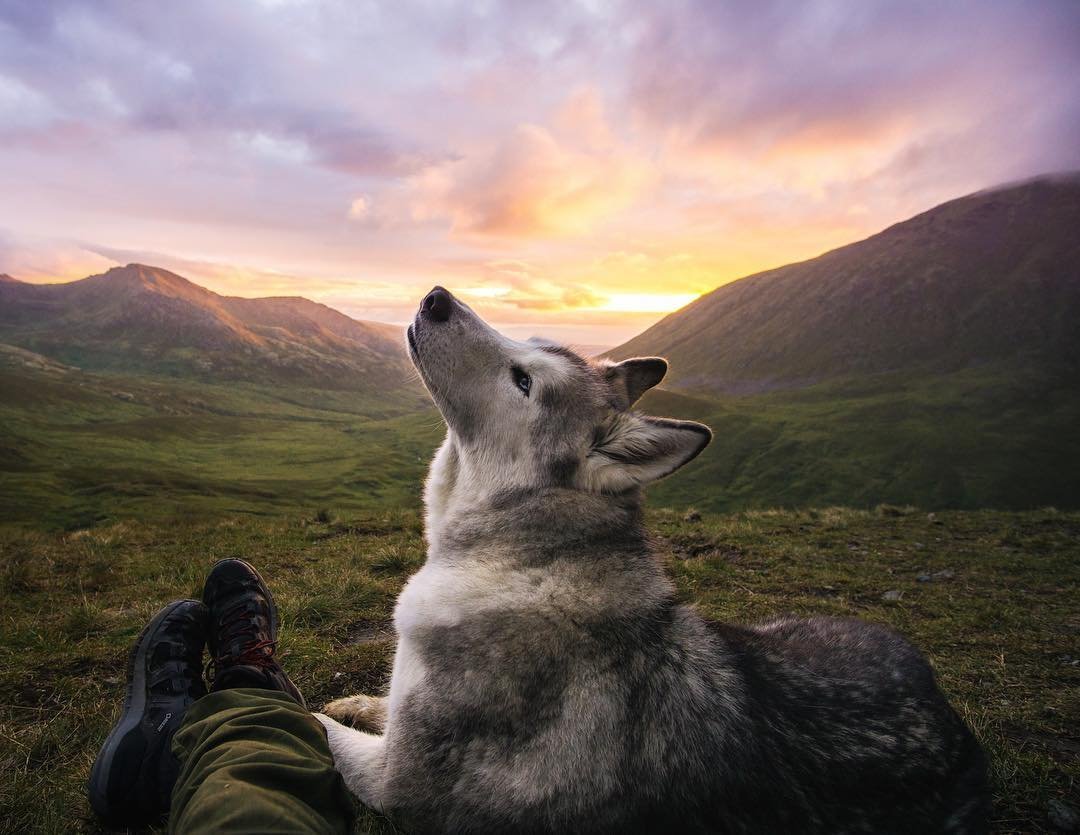 Доброе утро от волка