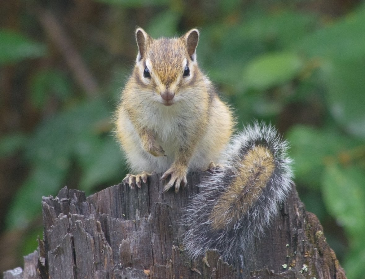 Бурундук векторное изображение