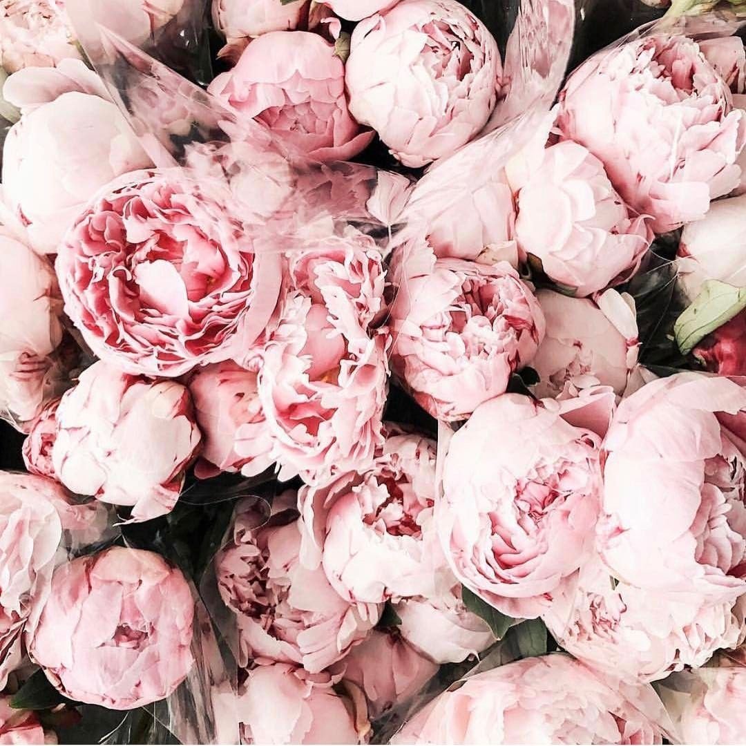 Пионы пудровые 4к