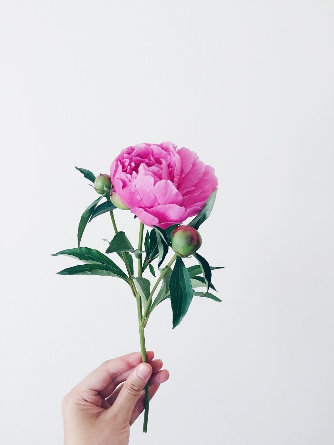 Акварель Тюлькина пионы