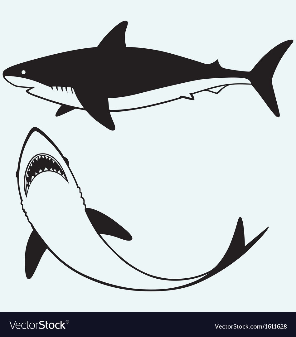 Акула вид сверху силуэт