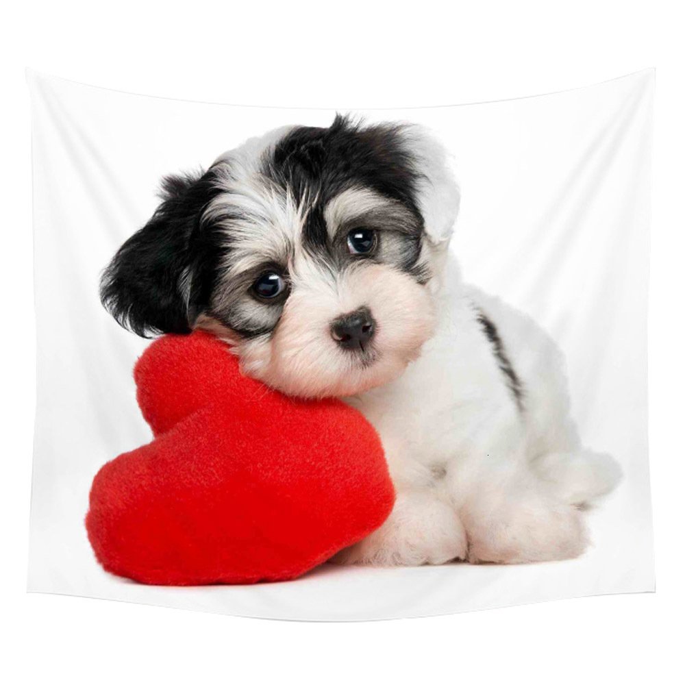 Красивые собаки