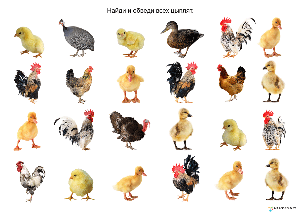 Different kinds of Birds