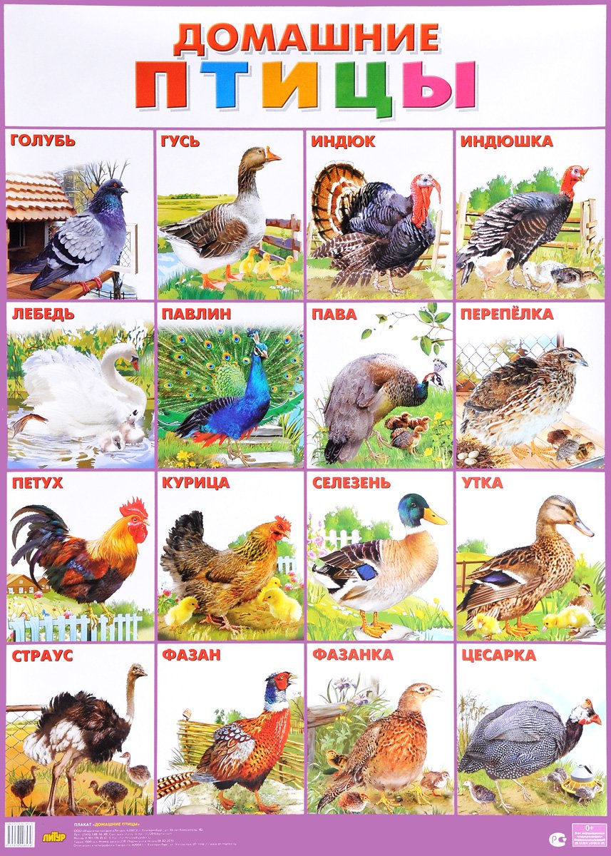 Дикие и домашние птицы