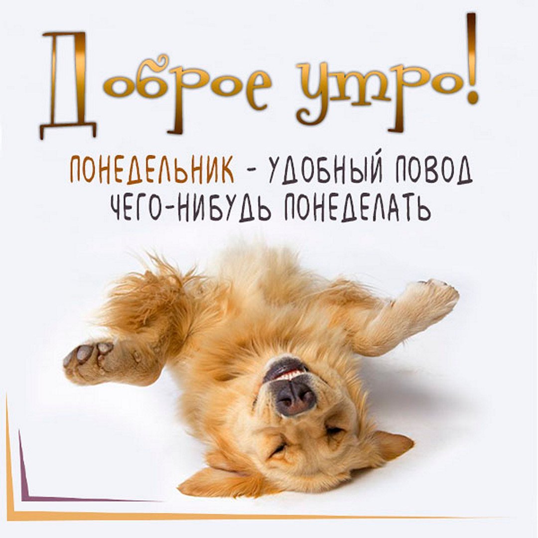 Открытки с добрым утром понедельника