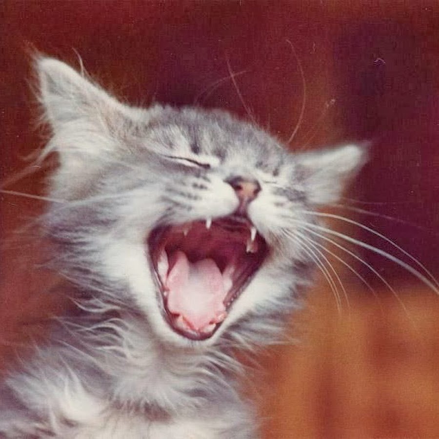 Ура картинки прикольные